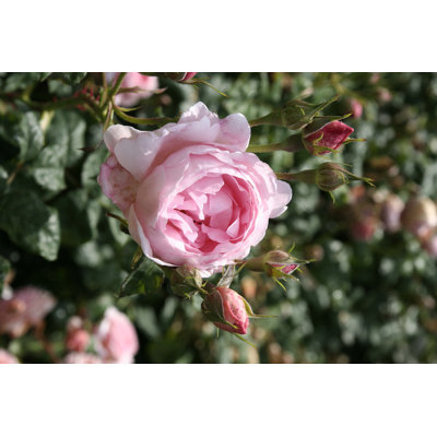 Pink rose