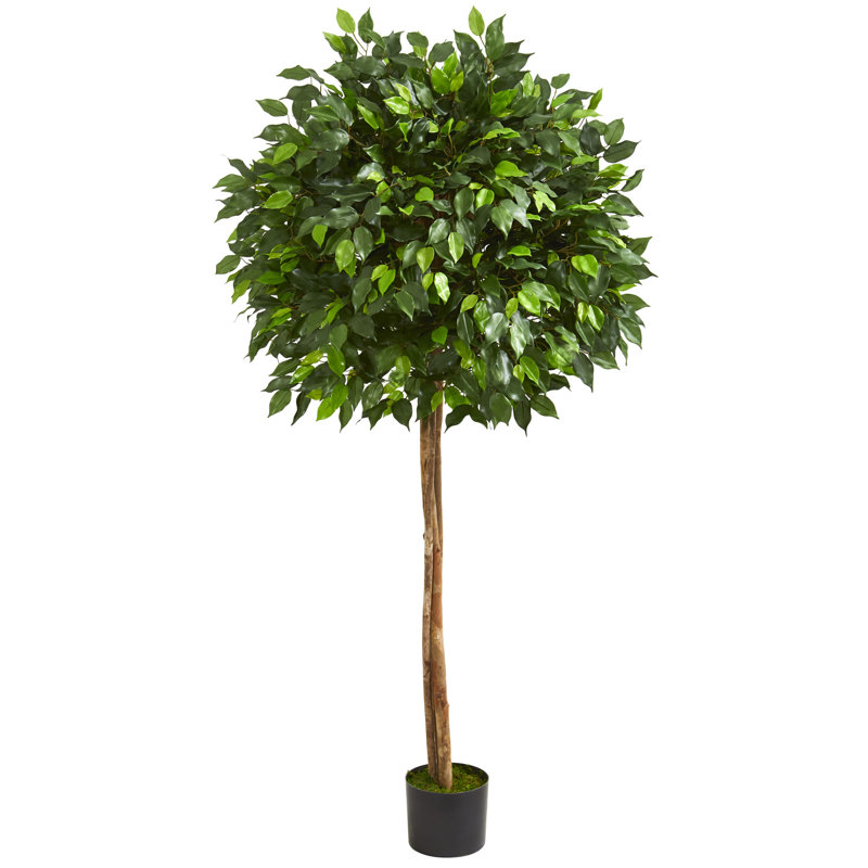 Faux Ficus Tree in Plastic Planter, 66" H x 18" W x 18" D
