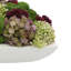Sedum multicolore dans un pot à fleurs-1413442068-1413442071