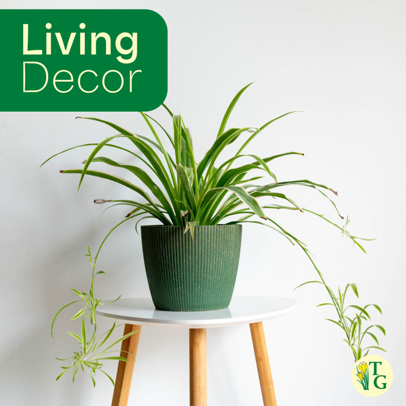 Live Spider Plant
