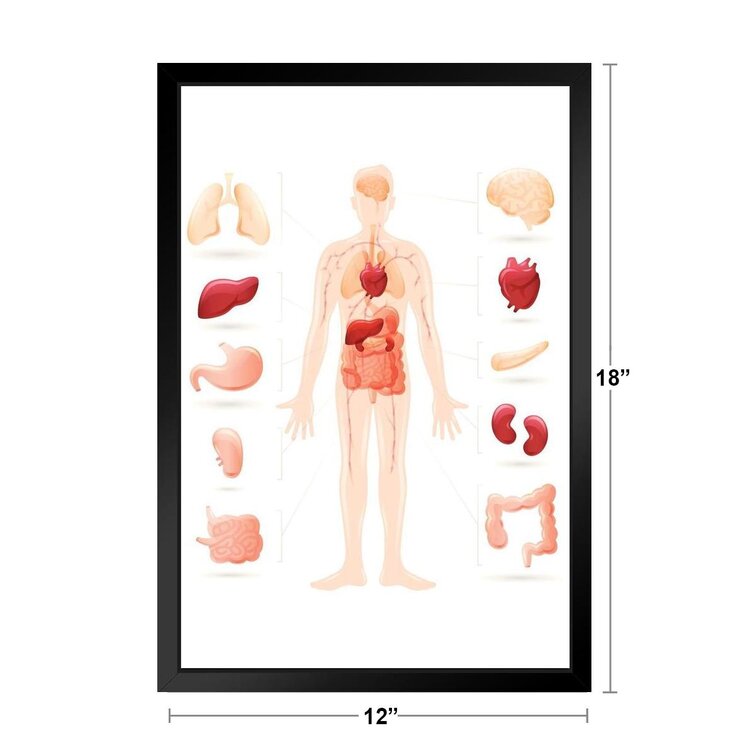 Cross Section Of Female Breast Human Anatomy Educational Chart Black Wood  Framed Art Poster 20x14 Framed On Paper Print
