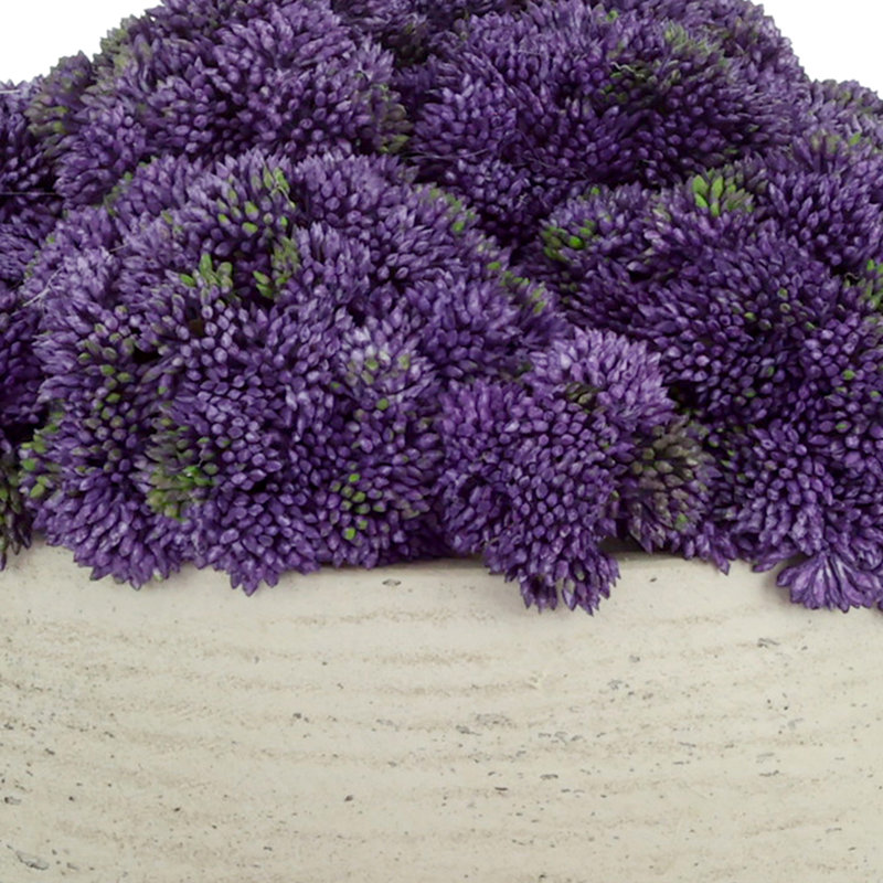 Sedum dans un pot en fibre de pierre, Mauve