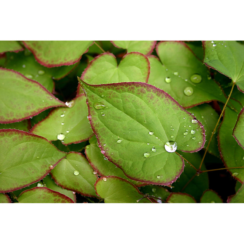 Epimedium après une bonne pluie - photographie sur toile tendue, H 12 po x l 18 po