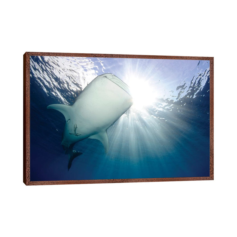 Whale Shark Feeding Under Fishing Platform, West Papua III 1 Piece Wall Art on Canvas, 66.04 cm H x 45.72 cm W