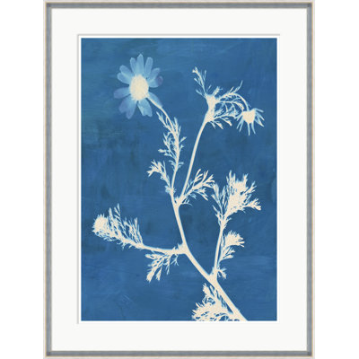 Montauk Daisies II Framed Print