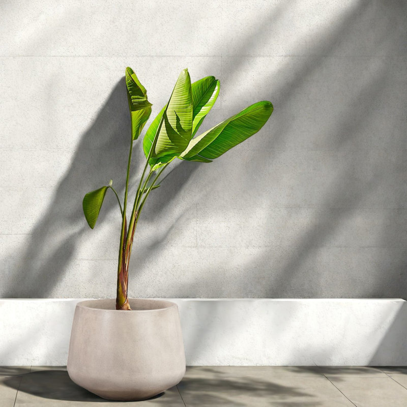 Jardinières en béton blanc durable, style moderne pour l'intérieur et l'extérieur
