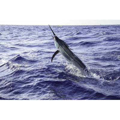 " Black Marlin Jumping Near Boat "