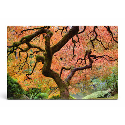 Japanese Maple in Autumn — Landscape Canvas Wall Art