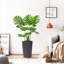 29,5 "artificiel Monstera Deliciosa en pot