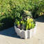Plante grasse dans un pot à fleurs