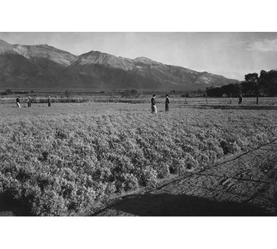 « guayule field » par ansel adams, reproduction de photo