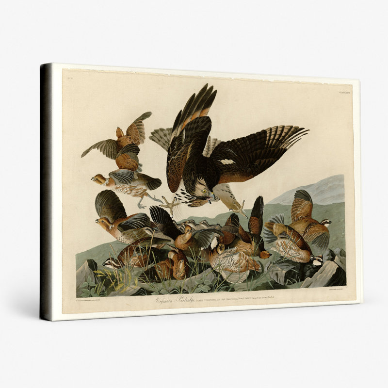 Perdrix de Virginie, plaque L XXVI (1827) - art mural sur toile paysage, 20" W x 16" H