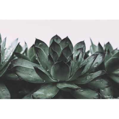 " Dewy Succulent II " by Jennifer Rigsby