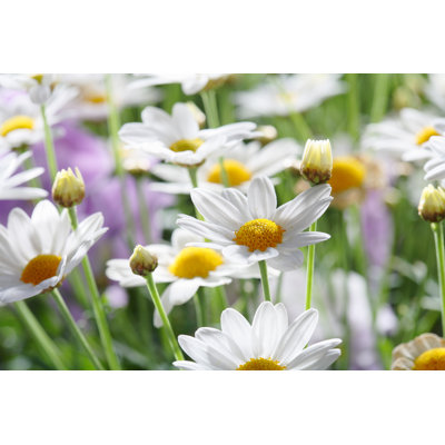 Oologah " Summer Flowers " by Stocksnapper