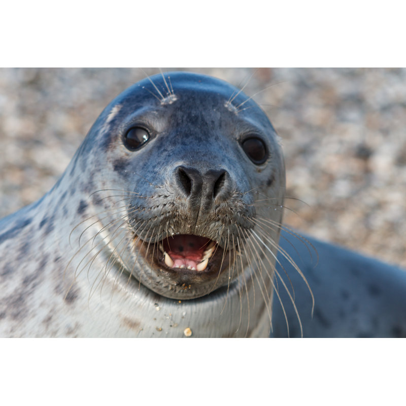 Seal On The Dune - Wrapped Canvas Print, 20cm H x 30cm W