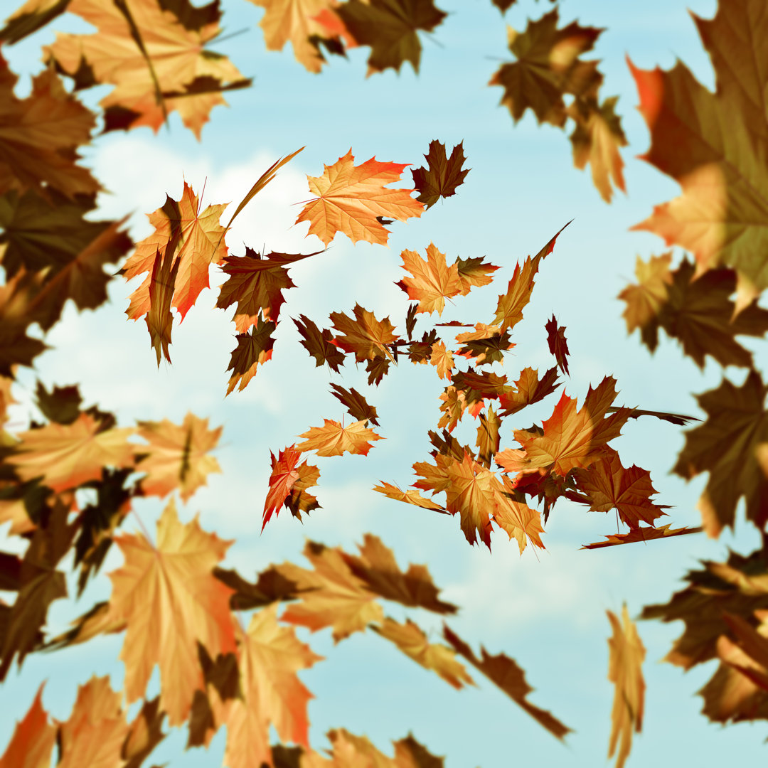 Gelbe Herbstblätter, die gegen den blauen Himmel fallen von Sekulicn - Ohne Rahmen auf Leinwand drucken