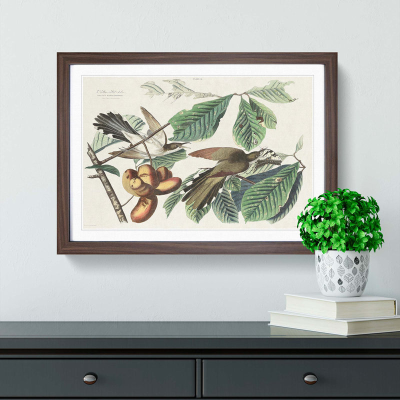 Yellow-Billed Cuckoo Birds by John Audubon - Picture Frame Painting Print, Walnut Framed, 27cm H x 36cm W x 2cm D