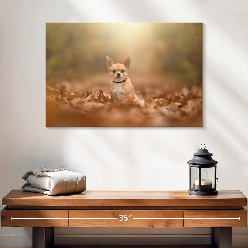Crowle - Chihuahua dodu