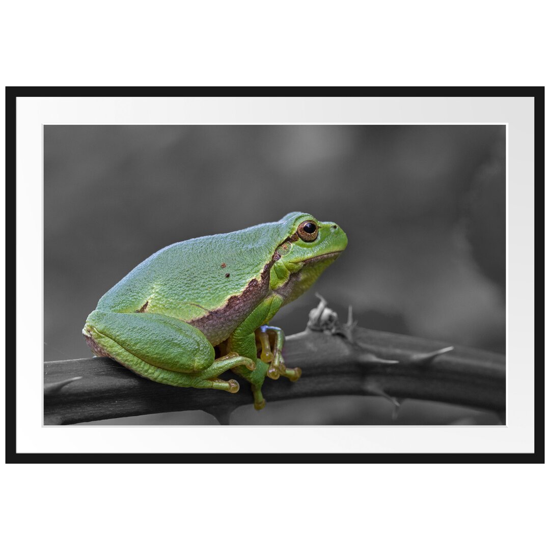 Gerahmter Kunstdruck Tiny Frog on a Thorny Branch