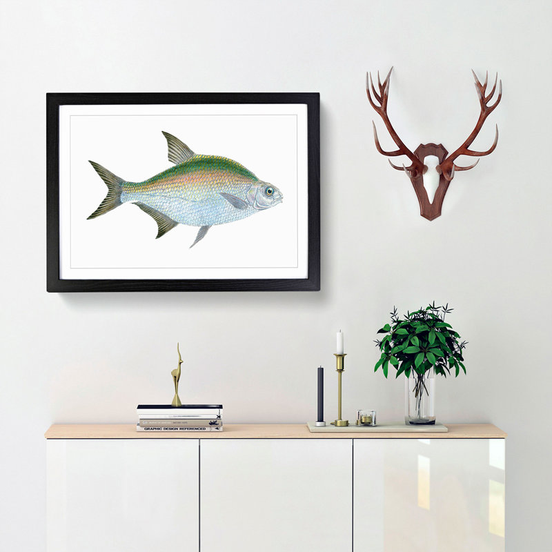 Bream Fish by Edward Donovan - Framed Print, Black Framed, 36cm H x 48cm W x 2cm D