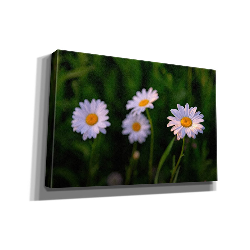 «Leucanthemum» par Rick Berk, art mural sur toile, H 40 po x l 60 po x P 1,5 po