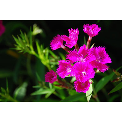 Hot Pink Spiky Flowers - Wrapped Canvas Art Prints