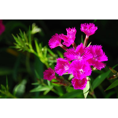 Winston Porter Hot Pink Spiky Flowers - Wayfair Canada
