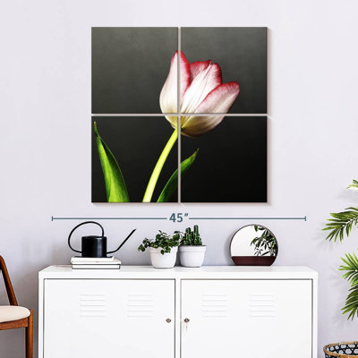 Red Tipped White Tulips