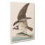 Osprey by John Audubon - Wrapped Canvas-55366965