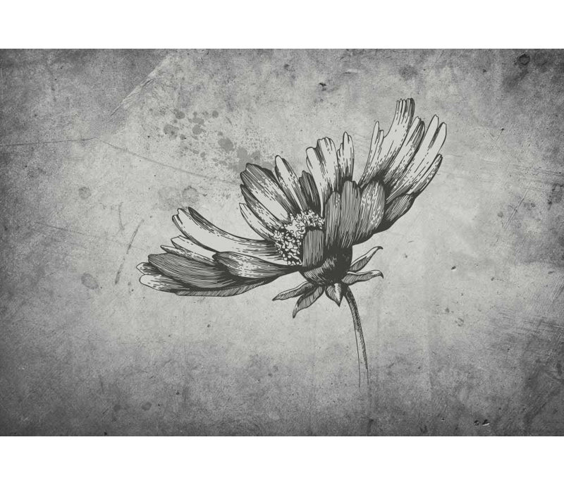 Daisy on a Grayscale Grunge Texture with a Vignette Effect Around It Vinyl Wallpaper Home Decor, 66" L x 96" W