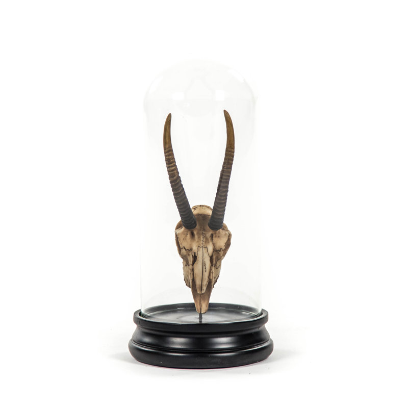 Crâne de gazelle avec verre en forme de cloche