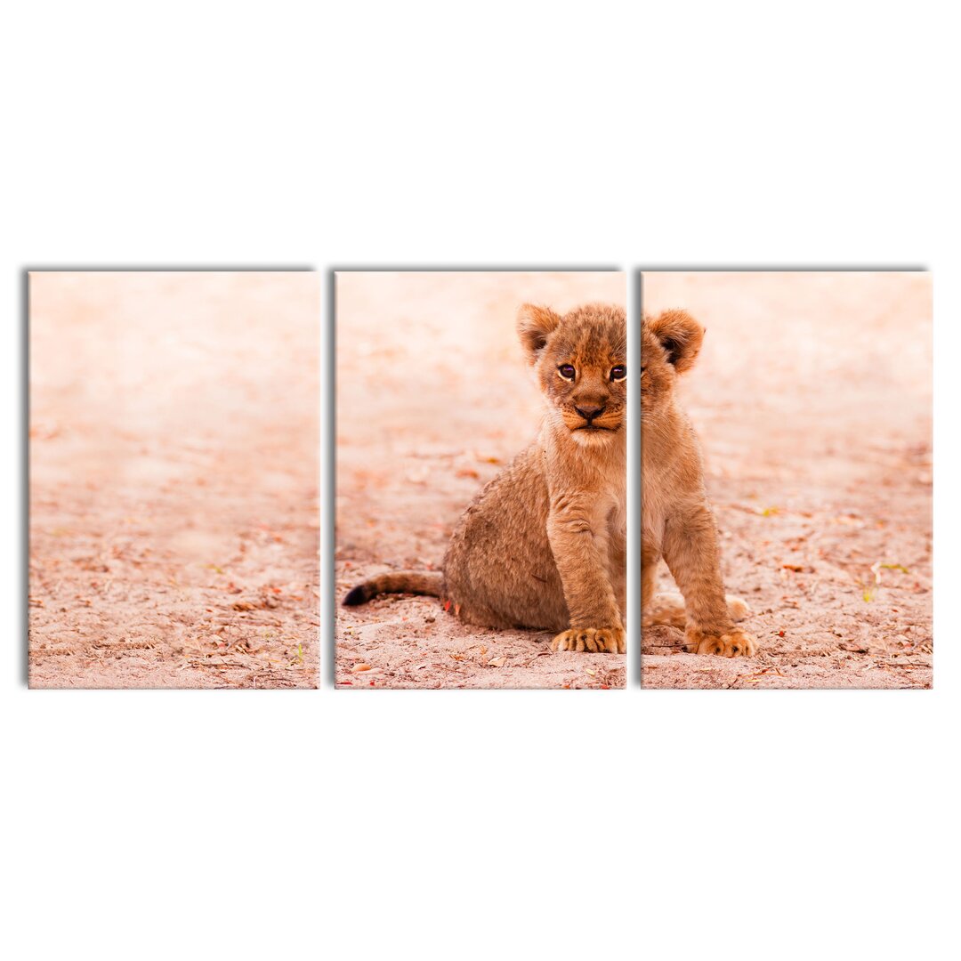 3-tlg. Leinwandbilder-Set Abandoned Lion Cub