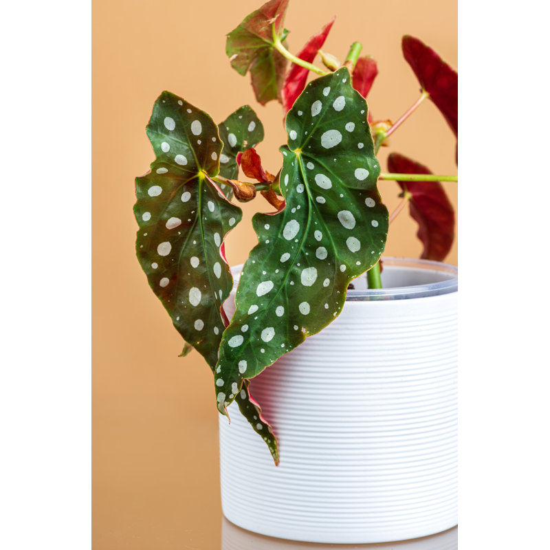 " Maculata Plant " by Dmitry Kuznetsov, 18" H x 12" W