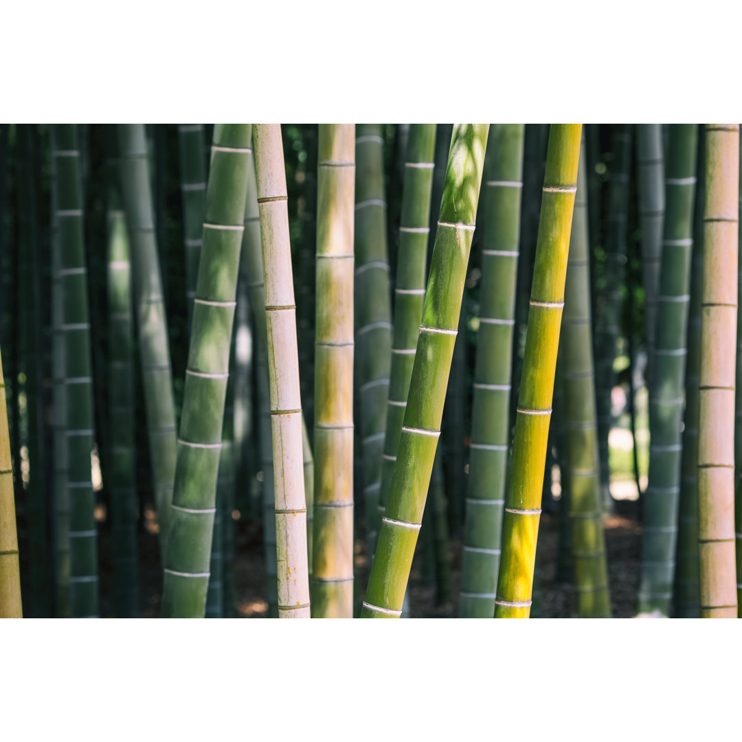 Leinwandbild In The Bamboo Forest