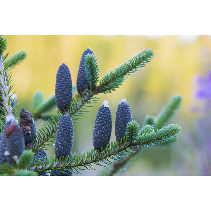 " Balsam Fir Cones ", 32" H x 48" W  