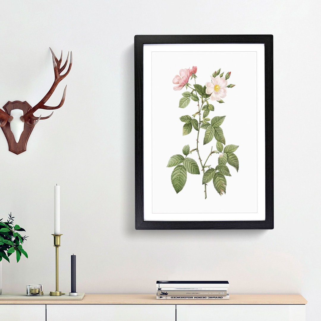 Redleaf Rose in Bloom by Pierre-Joseph Redoute - Picture Frame Painting Print