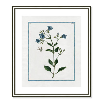 Colombe "Shabby Elegance Botanical II" Print
