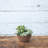 Pollyanna Pot Planter-1216217267-1216217276