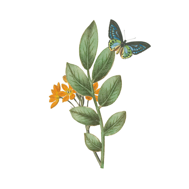 «Greenery Butterflies I Crop» par Wild Apple Portfolio - impression sur toile tendue, H 48 po x l 36 po