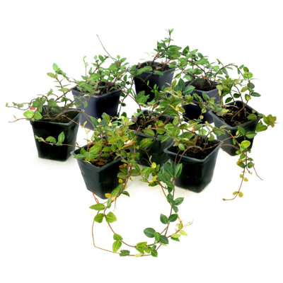 4 in. Asiatic Jasmine (8-Pack)