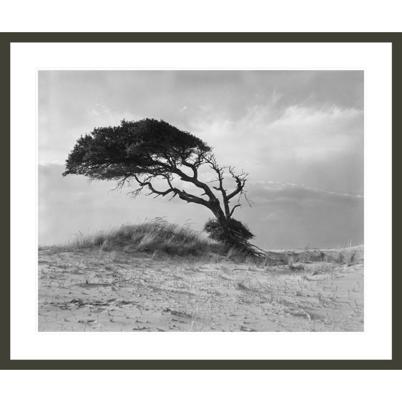 «Live Oak Outer Banks North Carolina» par Hugh Morton, impression giclée sur cadre, H 33,5 po x l 39,9 po
