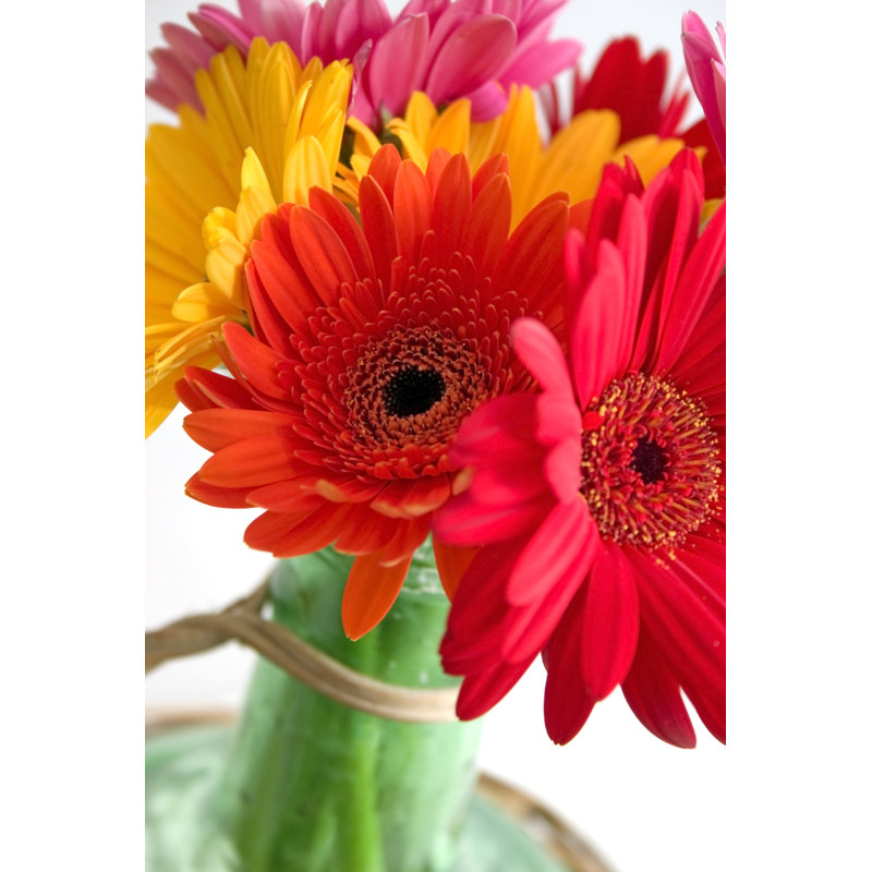 Kankakee Daisies - Wrapped Canvas Print, 76cm H x 51cm W x 3.8cm D