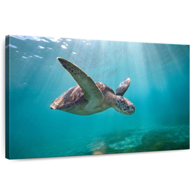 Tortue de mer Brampt Martinique