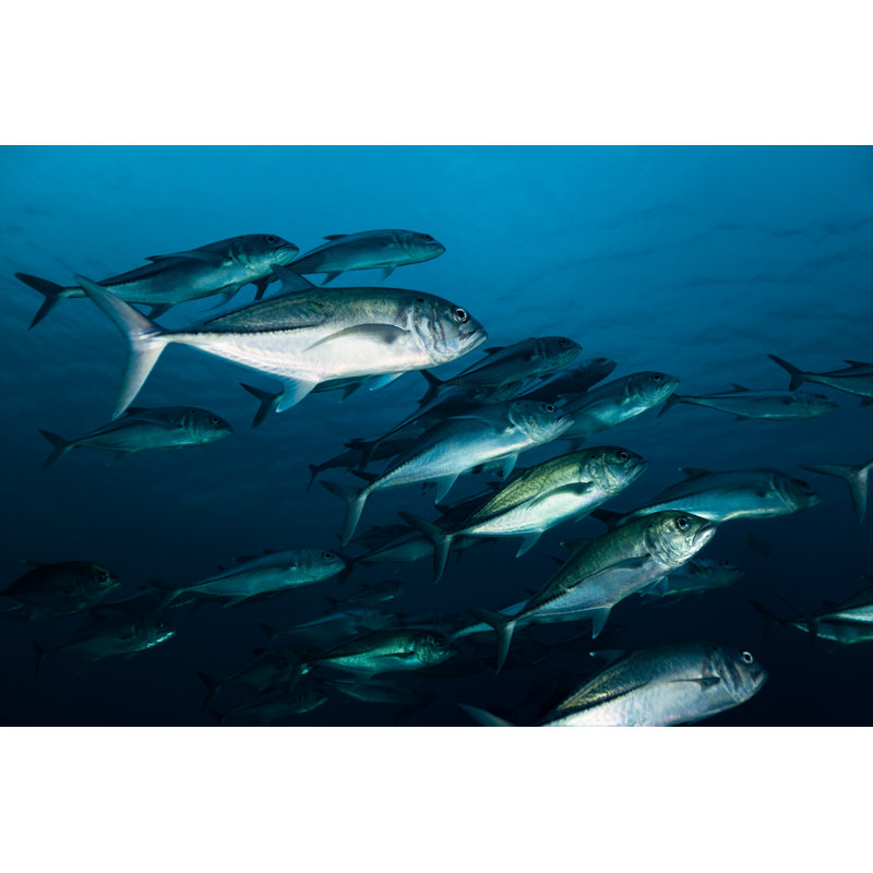 Fish - Wrapped Canvas Print, 81cm H x 122cm W