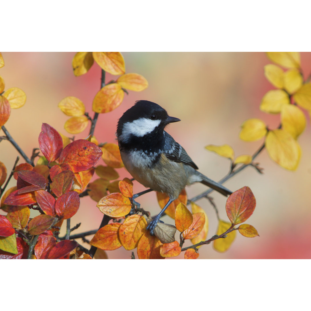 Kohlmeise im Herbst von Schnuddel - Druck ohne Rahmen auf Leinwand