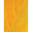 Autumn Leaf by Philippe Monthoux-65800984-132455051