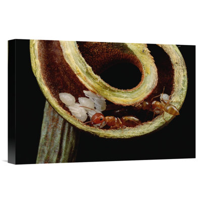 " Carpenter Ants And Pupae Nest Safely In Tendril Of Carnivorous Pitcher Plant, Borneo "