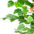 6.5' Potted Two Tone Apple Artificial Christmas Tree - Unlit