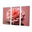 Cactus Rose Resilience I - Ensemble de décoration murale cactus floral-2060078791-2060078784