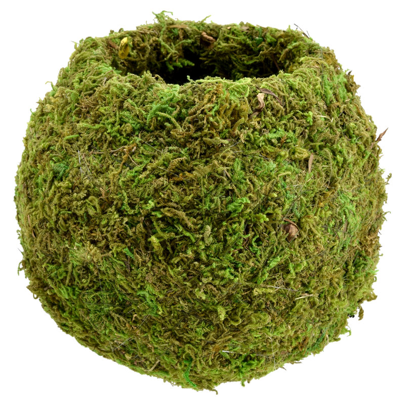 Bumgarner Pot Planter, 5.9" H x 6" W x 6" D, Green